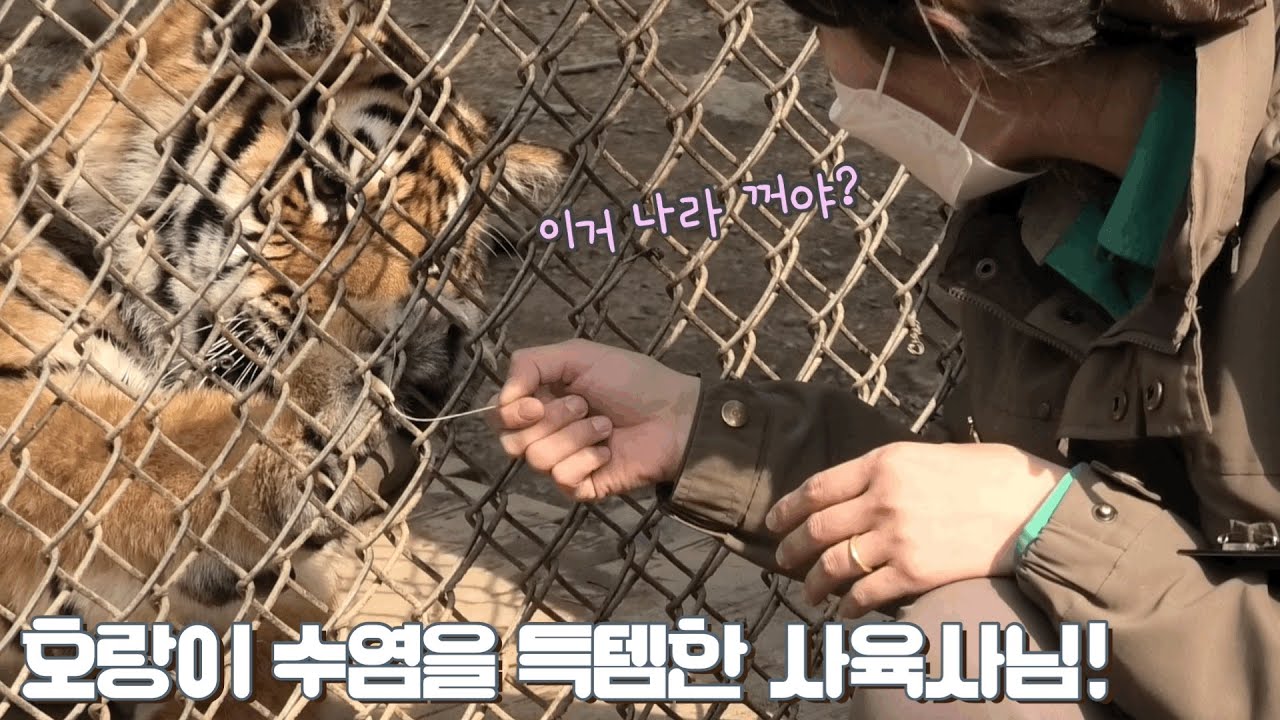 [에버랜드 호랑이] 건강검진 시간에 호랑이 수염을 발견한 이지연 사육사님!! 호랑이 수염으로 나라와 콕콕!! 꿀 케미를 보여주시네요! S.Korea Everland Tiger