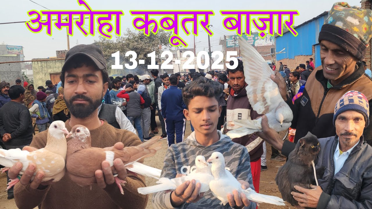 Amroha kabootar market 🕊️ 13-12-2025. अमरोहा कबूतर बाज़ार। Gola kabootar market.
