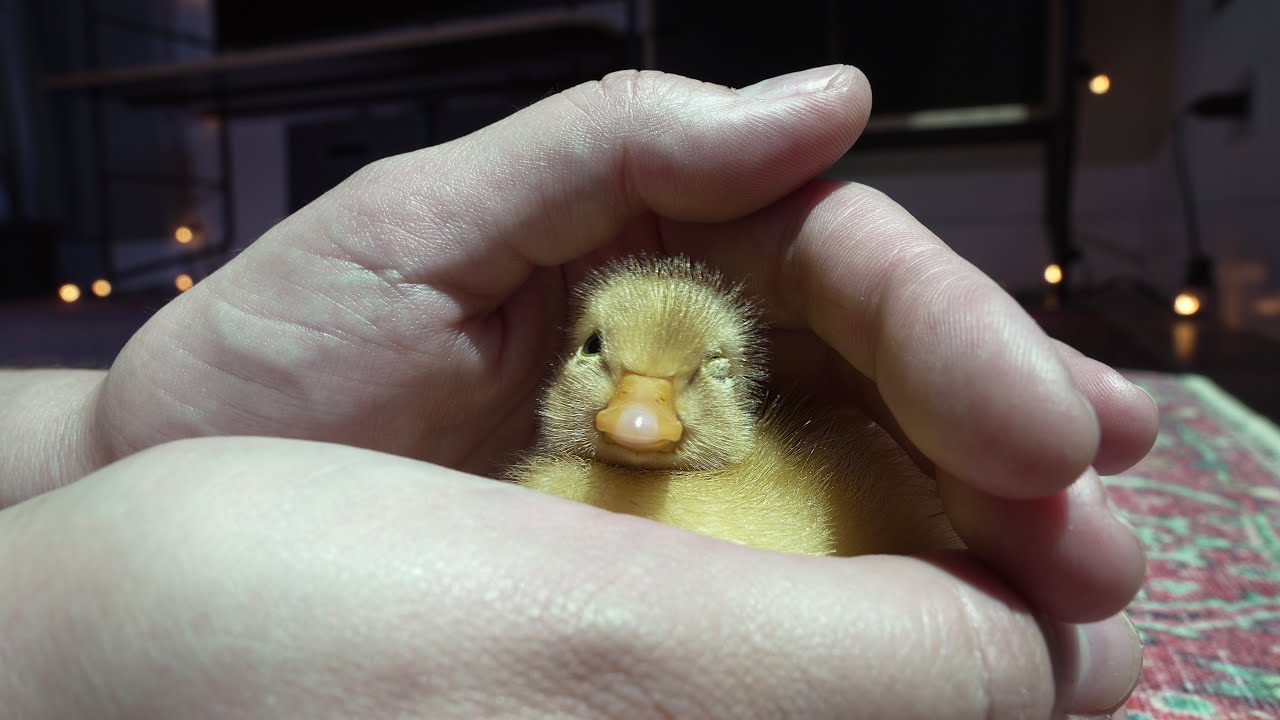 4K Sleepy Ducklings / Mochi & Yoshi's Babies