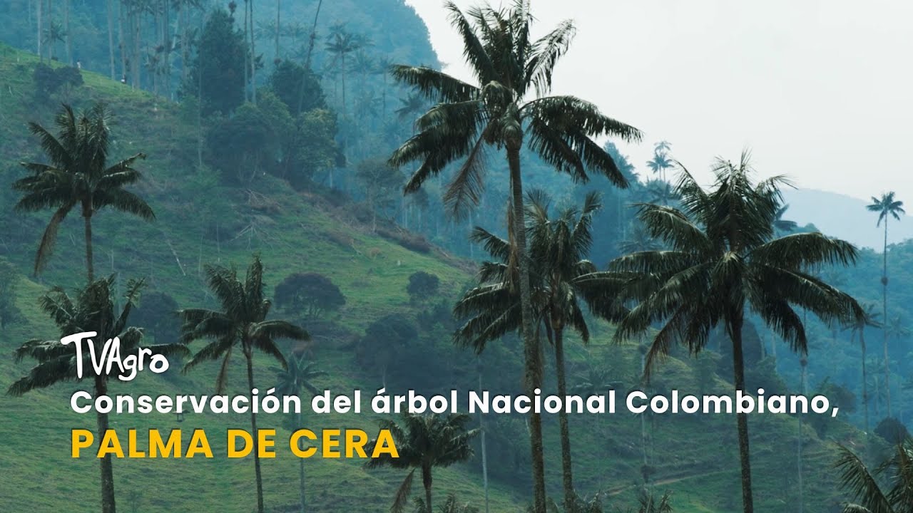 Conservaci&oacute;n del &aacute;rbol Nacional Colombiano, Palma de Cera- TvAgro por Juan Gonzalo Angel Restrepo