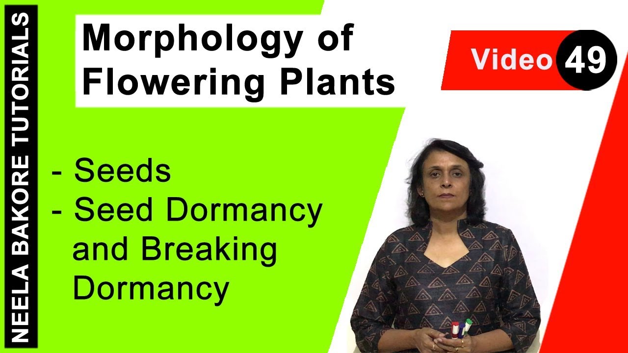 Morphology of Flowering Plants | NEET | Seeds - Seed Dormancy and Breaking Dormancy | Neela Bakore