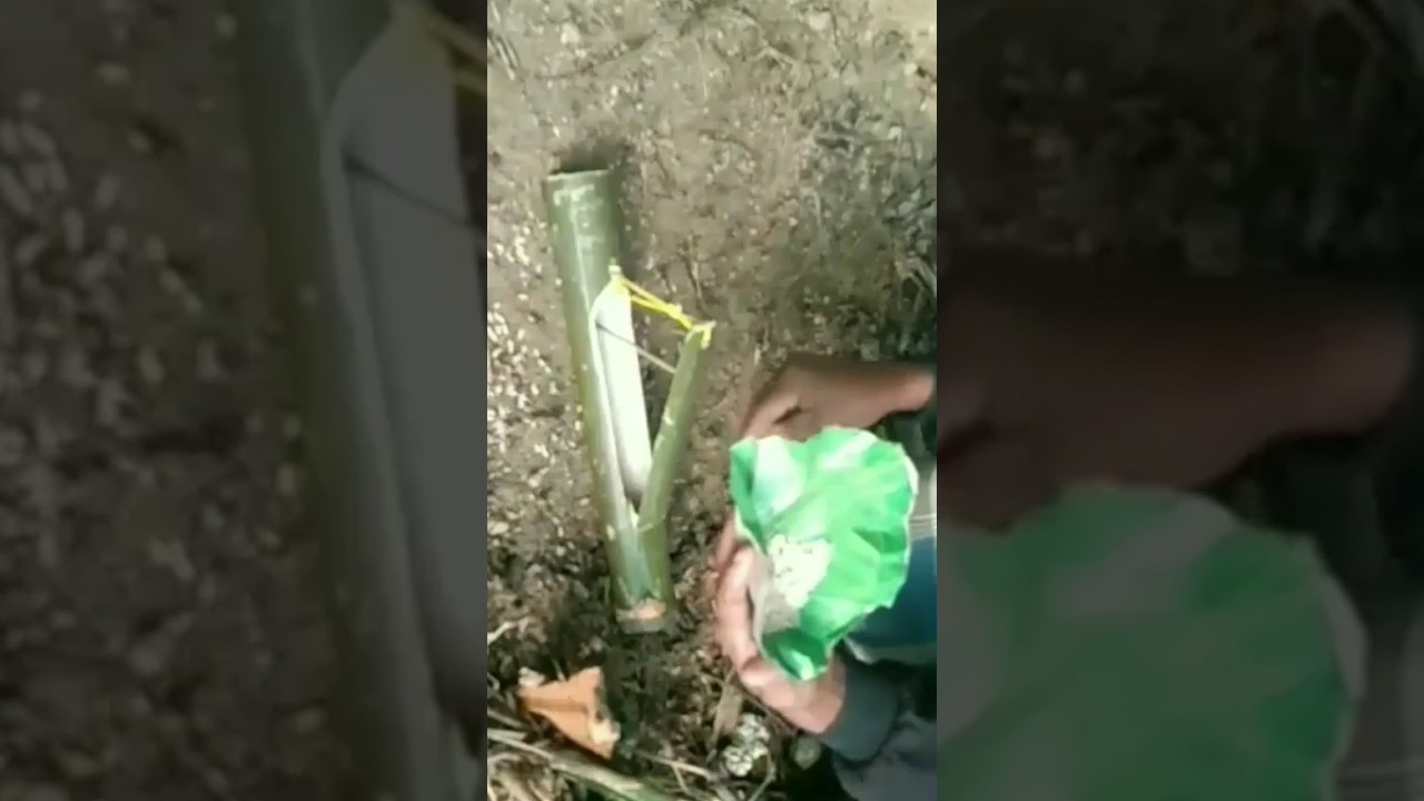 bird trap making with bamboo #short #allideas #experiment