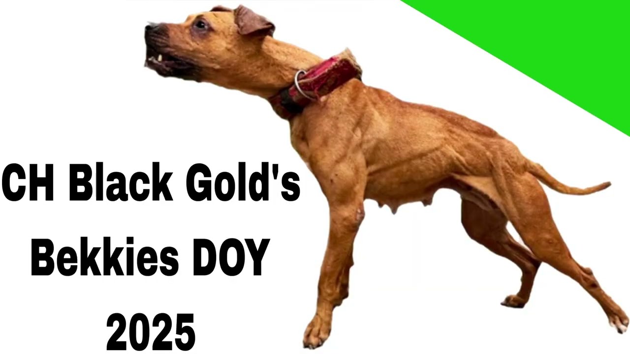 Чемпион Black Gold's Bekkies, победитель в номинации «Собаки-бойцы» 2025 года #apbt #dogfighter