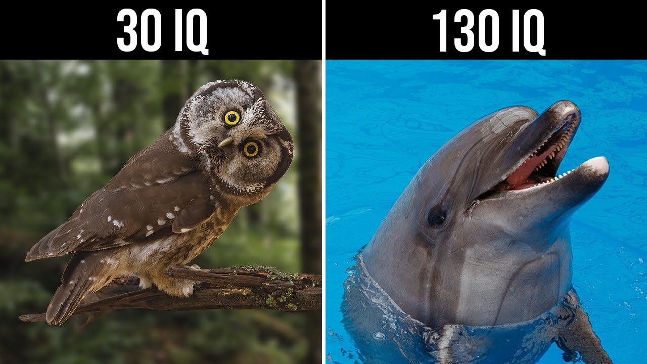 Najinteligentniejsze Zwierzęta na ŚWIECIE