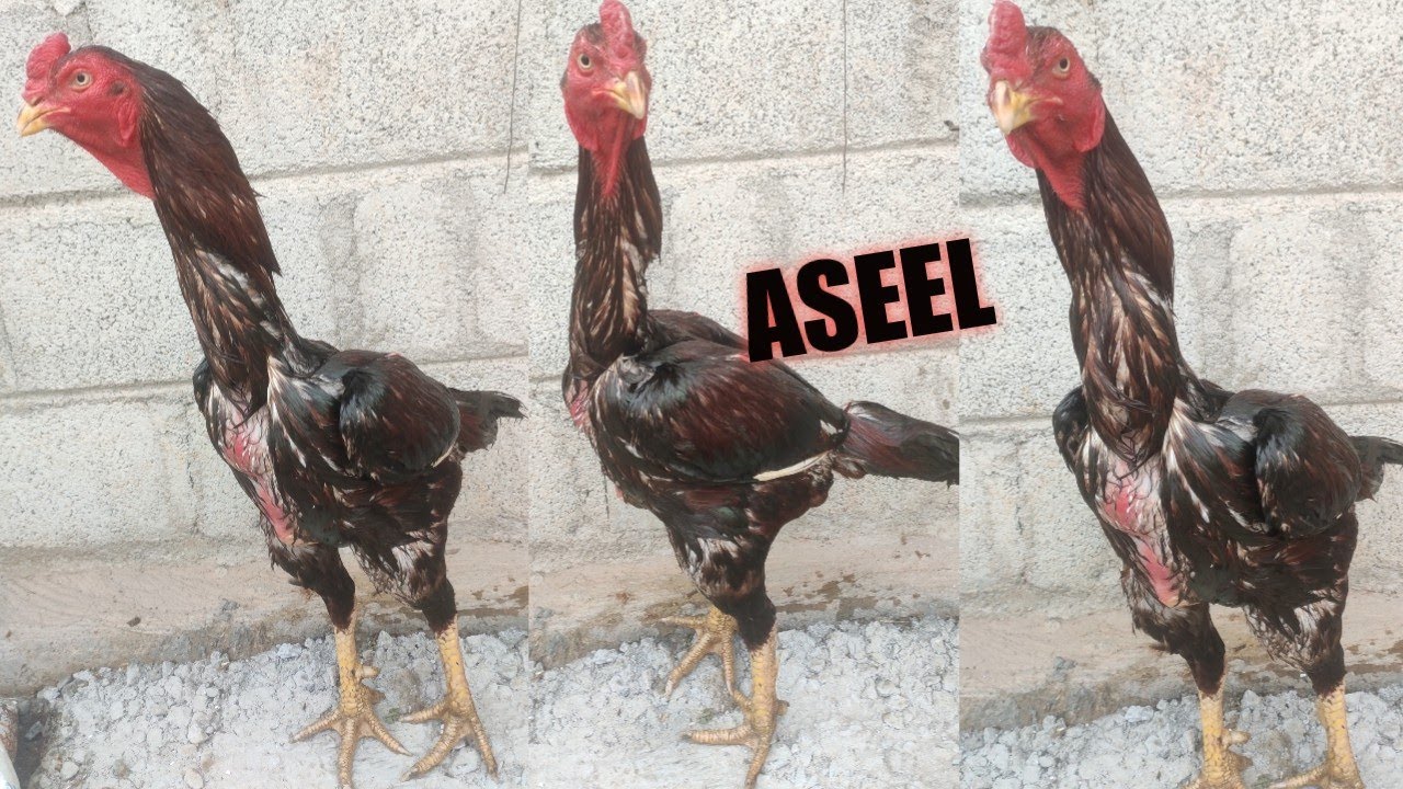 Assel cock