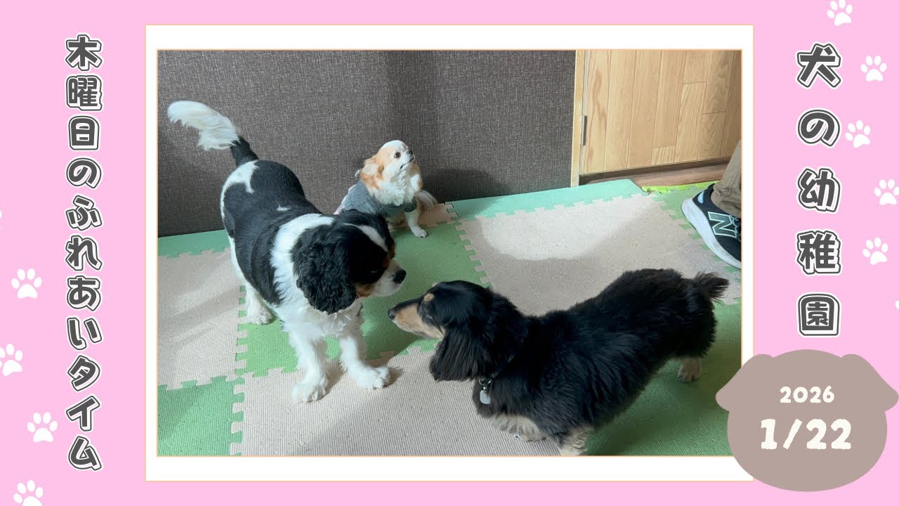 【犬の幼稚園】わんわんようちえん　木曜日のふれあいタイム