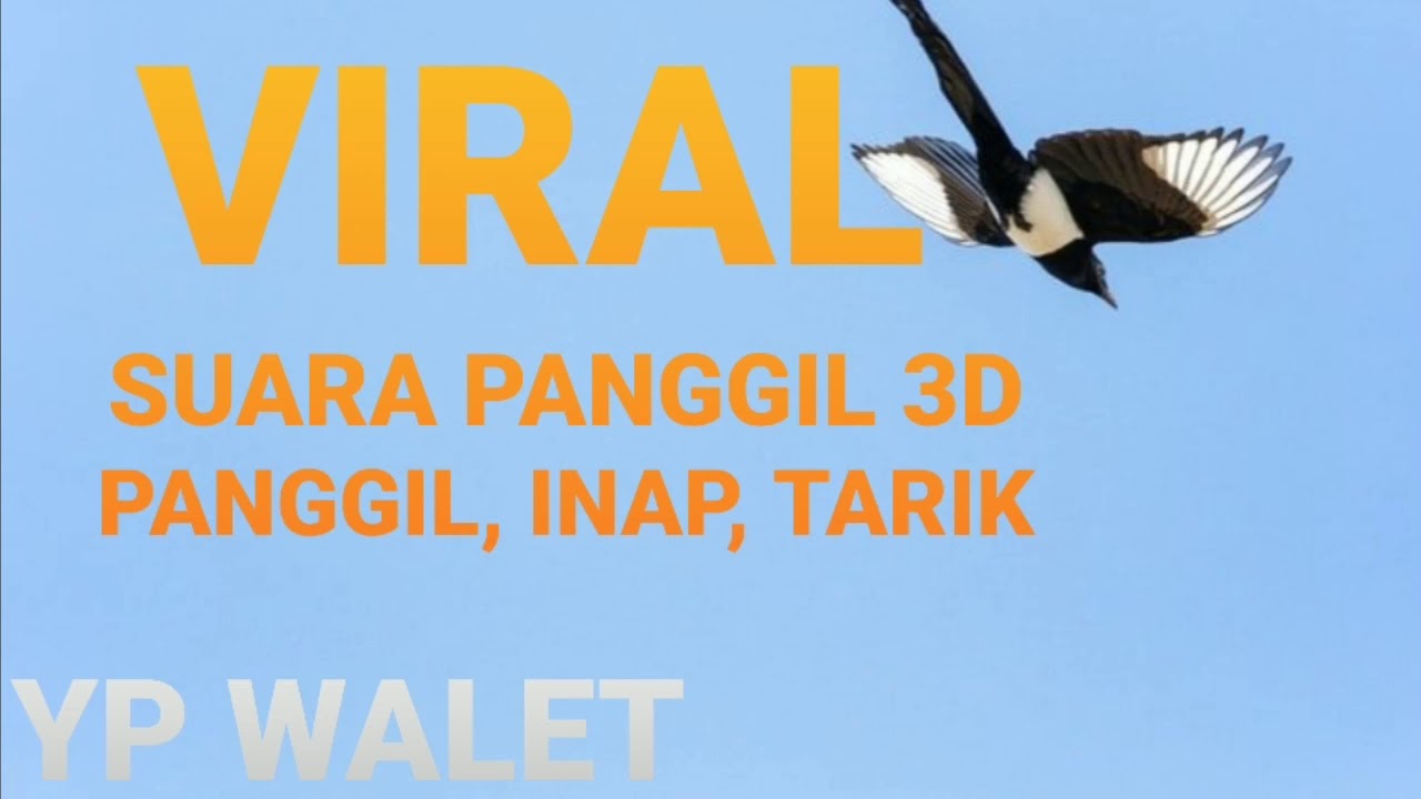 VIRAL SUARA PANGGIL 3D, PANGGIL, INAP DAN TARIK