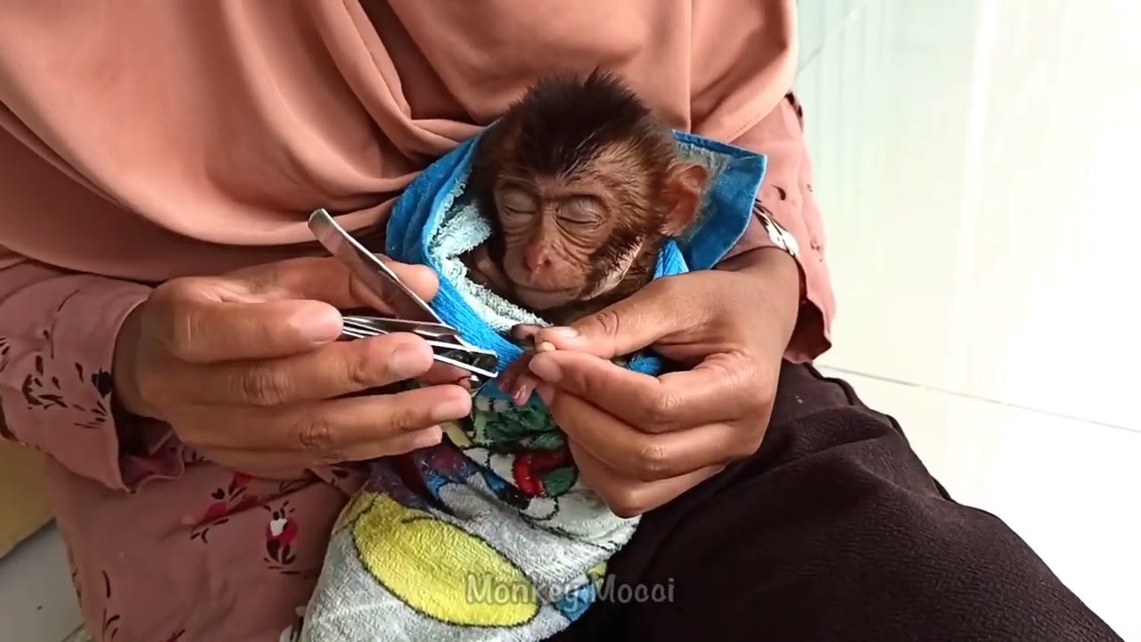 cutting nails while hugging baby monkey until he falls asleep 🐒🙈 #babymonkey #monkey #beruk #monpai