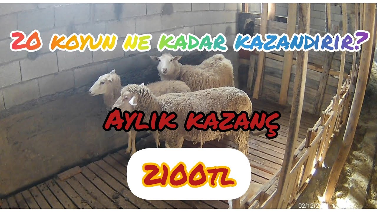 20 KOYUN NE KADAR PARA KAZANDIRIR?