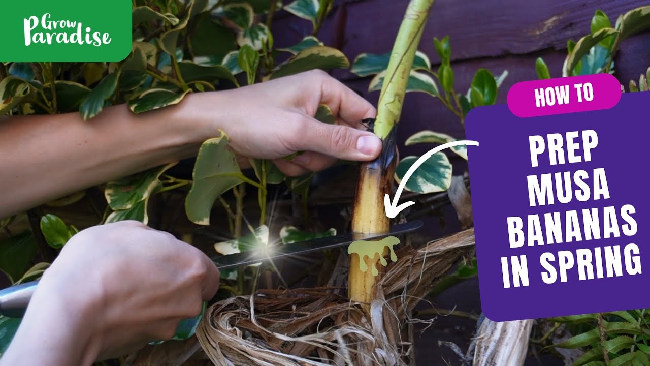 How to care for Musa bananas in spring