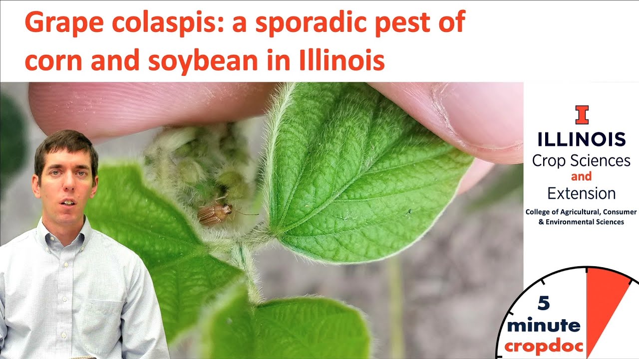 Grape colaspis: a sporadic pest of corn and soybean in Illinois
