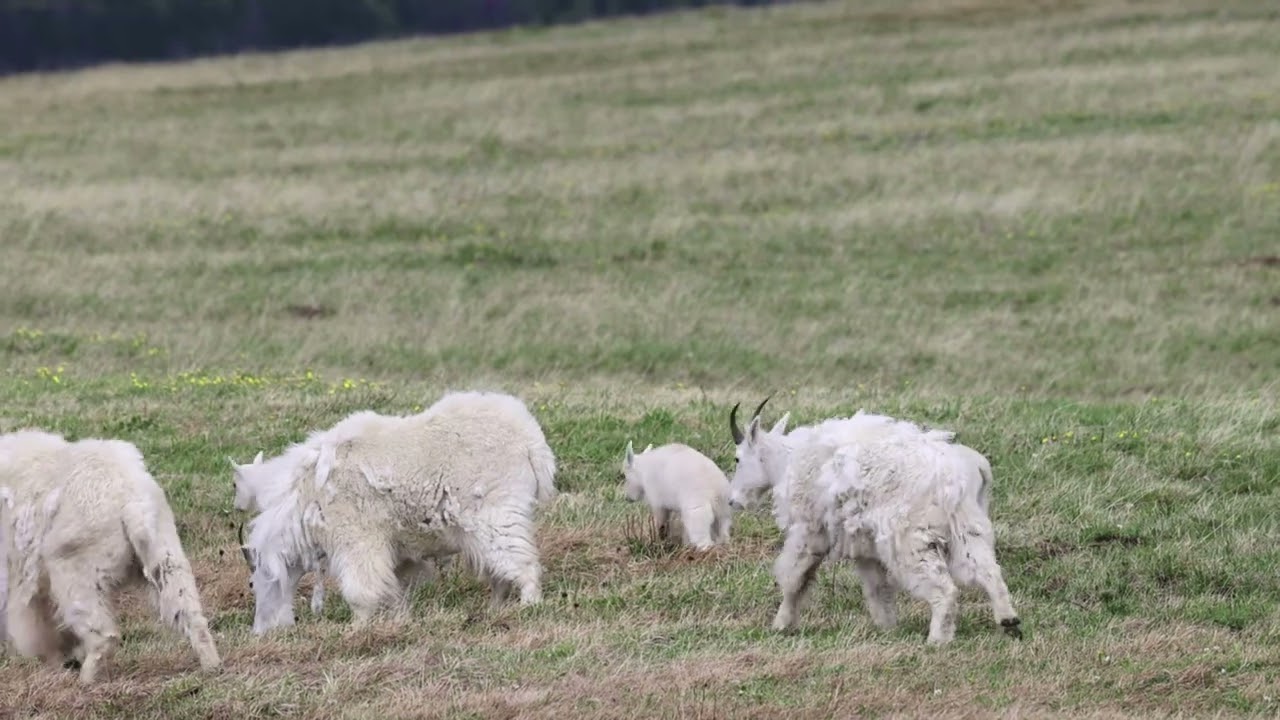 Mountain Goats on Beartooth Pass, Wyoming