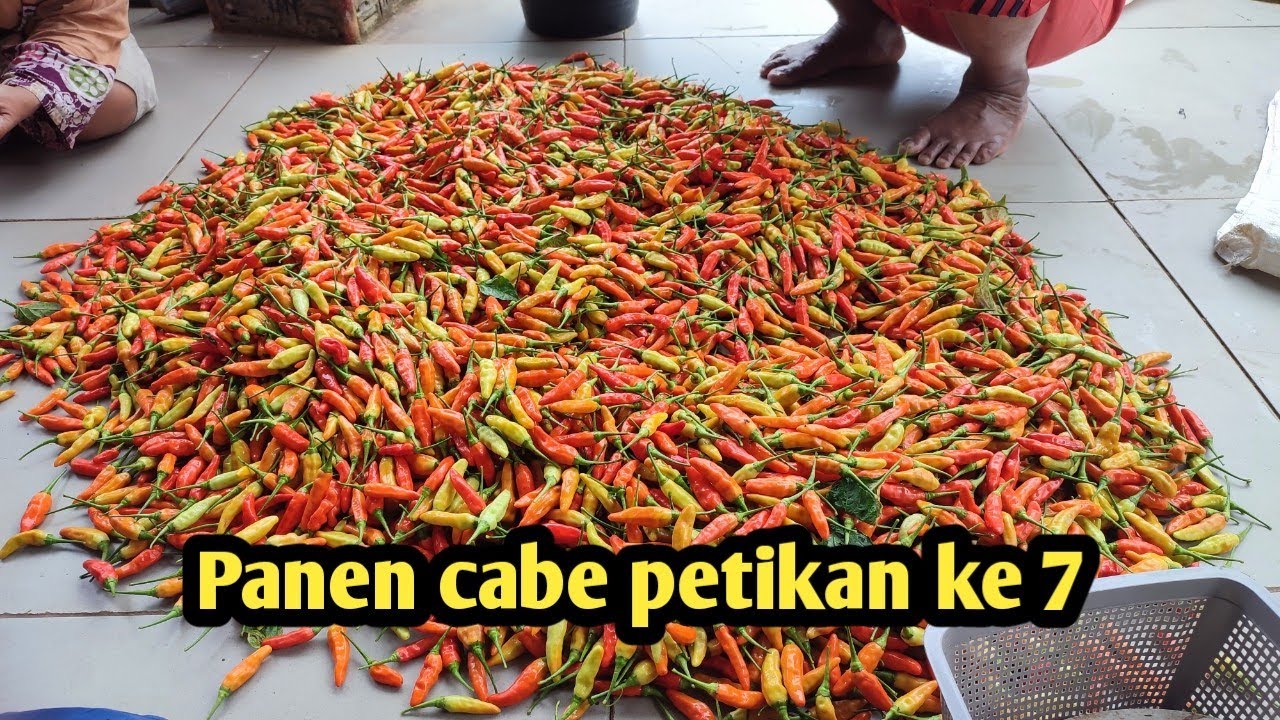 Panen cabai rawit ori212 dengan metode semi organik yang ke 7