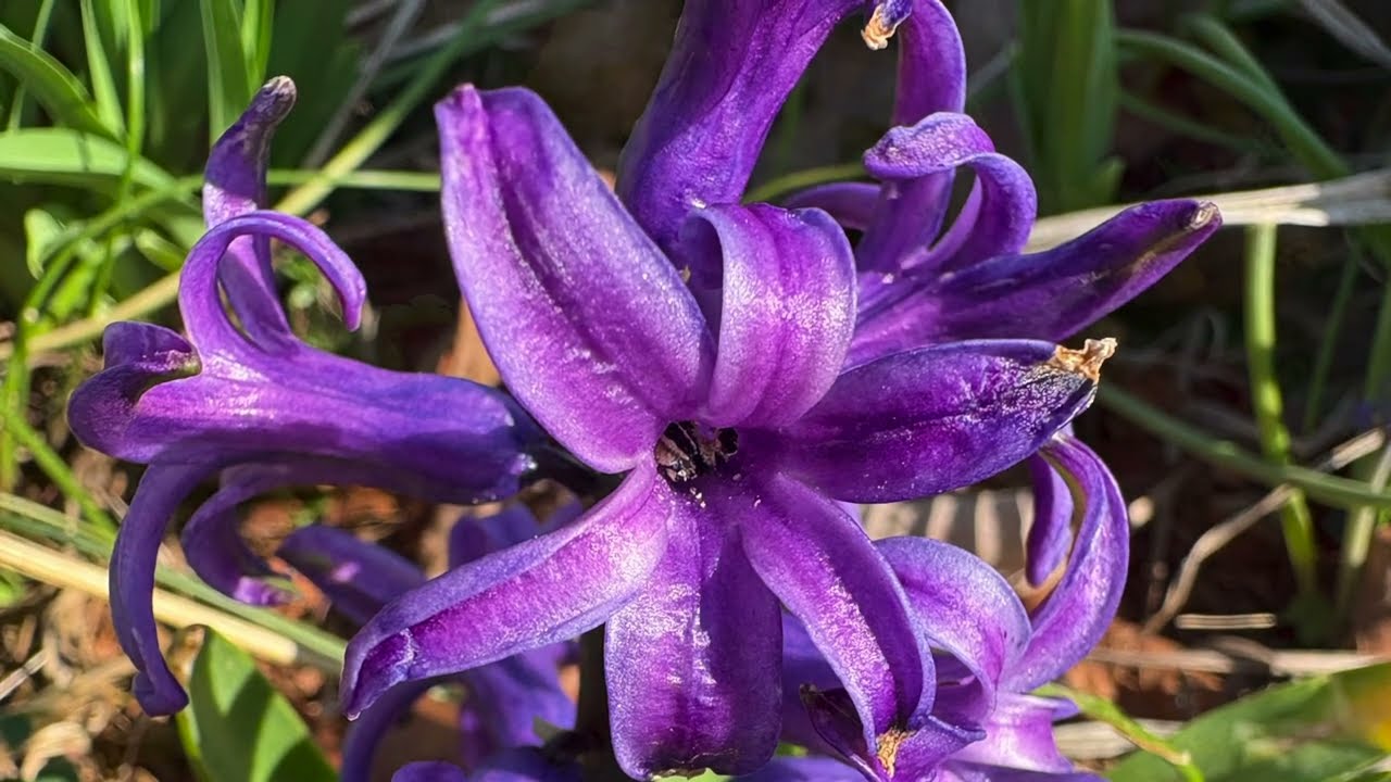 Mountain Stillness: An Appalachian Spring Garden