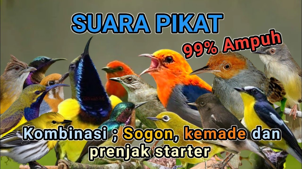 SUARA PIKAT BURUNG KECIL PALING AMPUH - 99% Ampuh