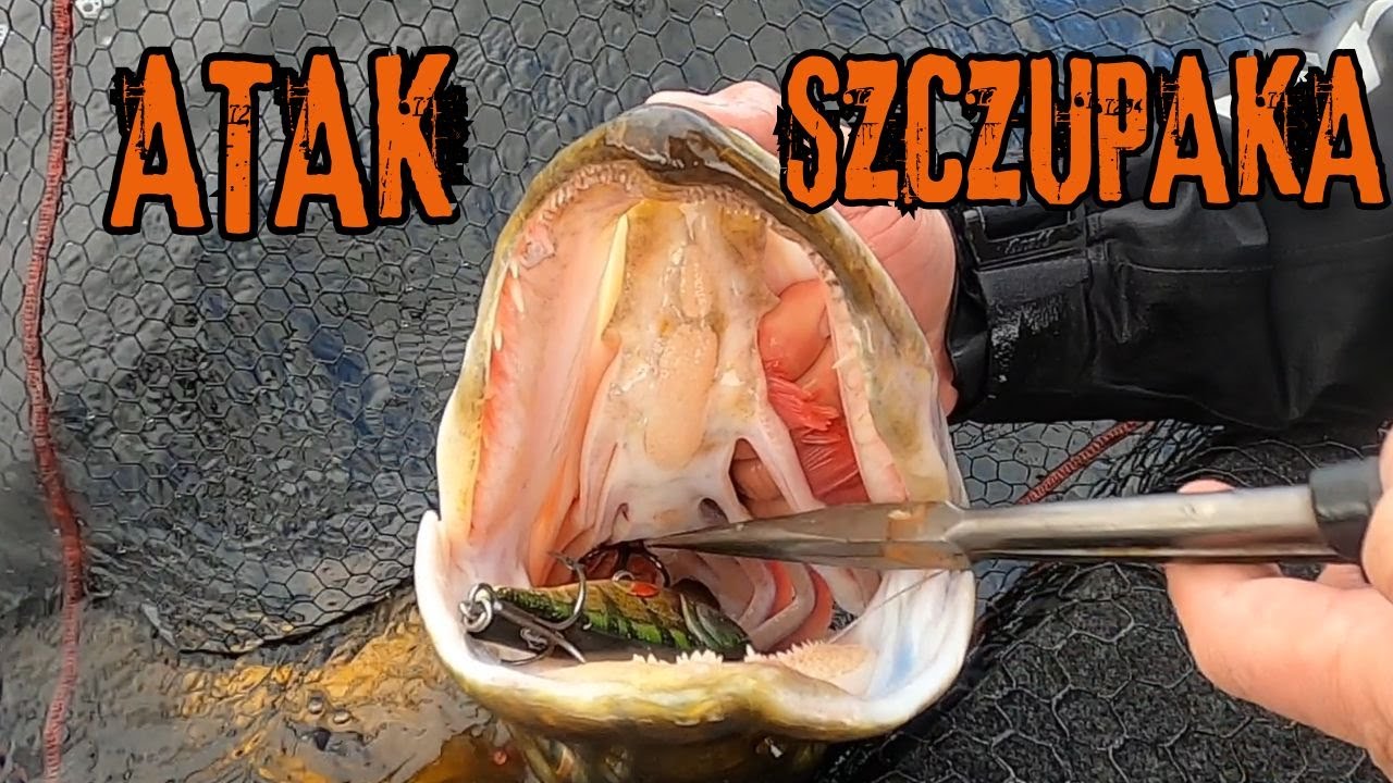 jak POLUJE szczupak? jak ATAKUJE swoje OFIARY? / odc. 170