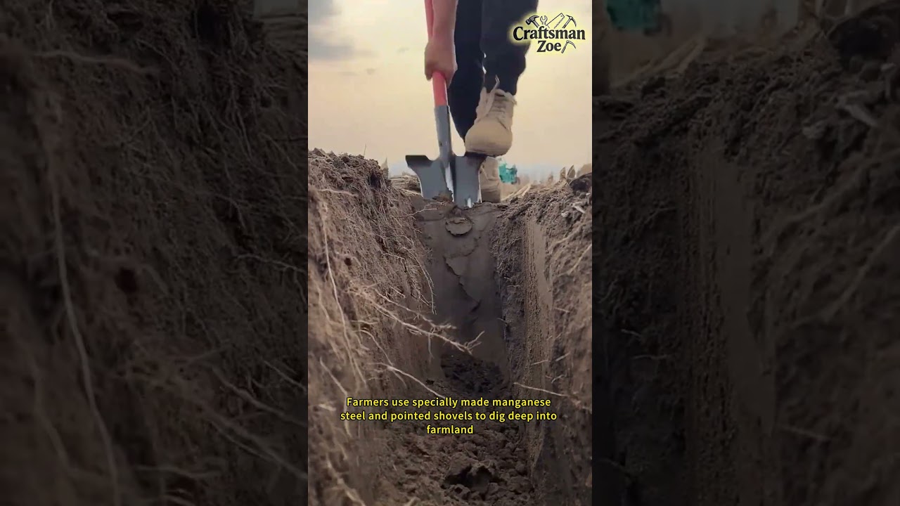 Farmers use specially made manganese steel and pointed shovels to dig deep into farmland