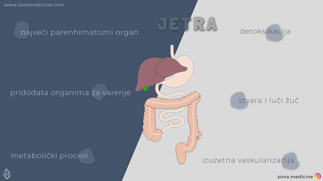 Anatomija jetre - Kako izgleda jetra, gde se nalazi, koja je njena uloga, koliko ima režnjeva