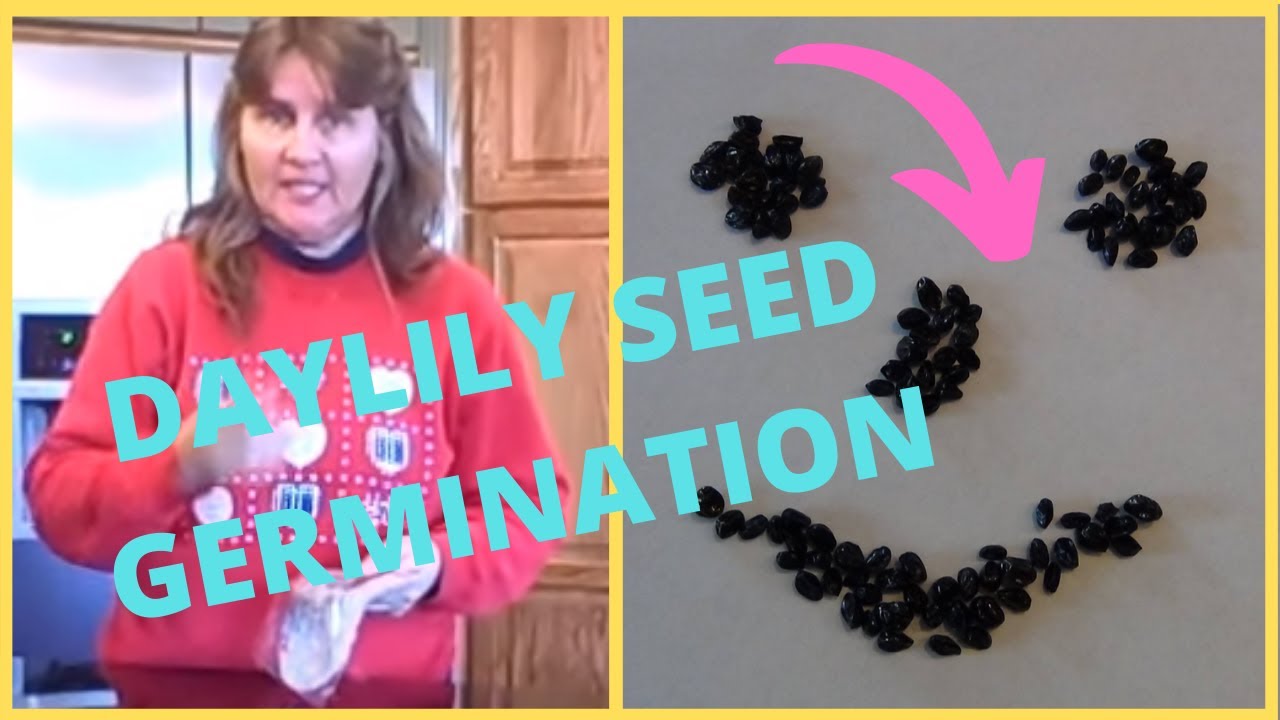 How to Grow Daylilies From Seed Using Paper Towel Germination Method