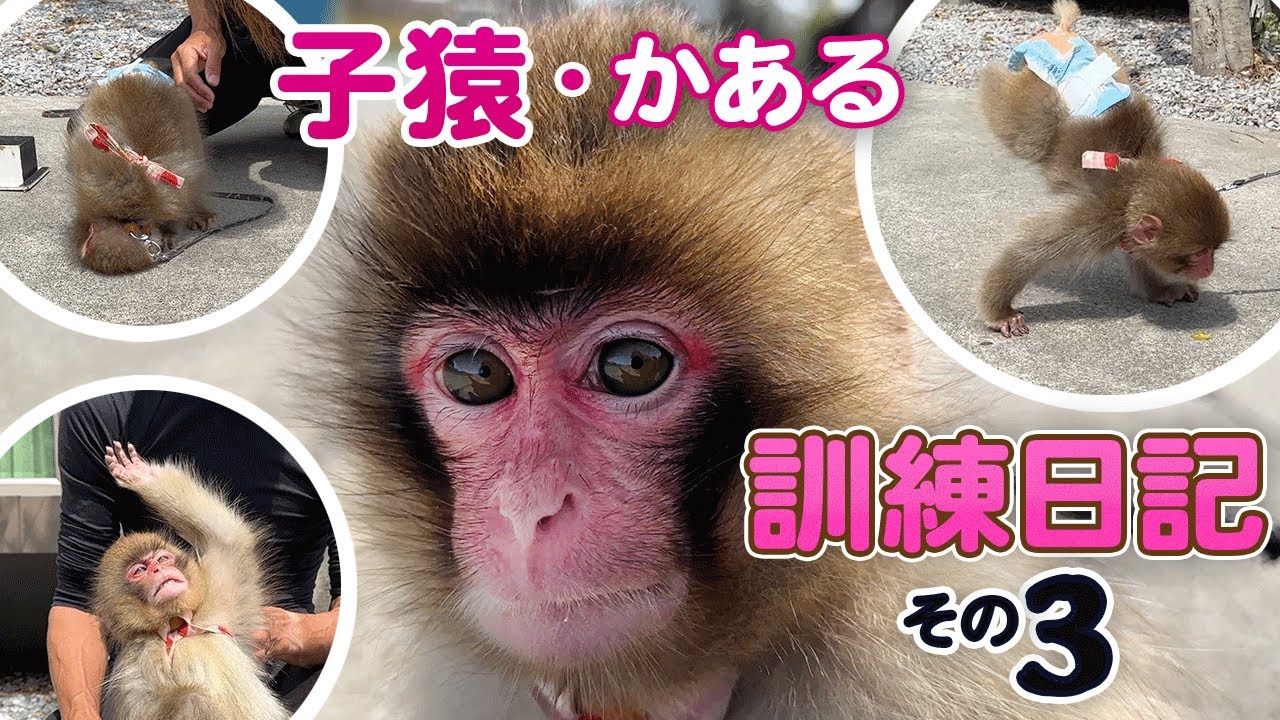 旧チャンネルより　かある日記０３『母親に捨てられた赤ちゃん』かあるがライブ配信後、どんな成長を遂げたのか？デビューに向けて特訓中篇