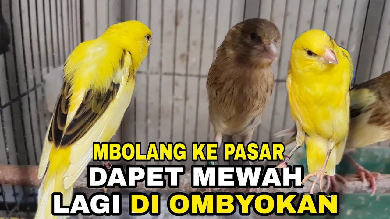 NEMU LAGI SPECK GANTANG DI OMBYOKAN.SEGER