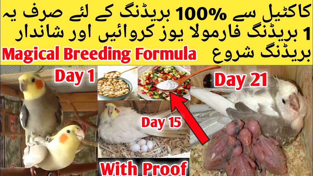 Cockatiel Best Breeding Formula l Cockatiel Breeding Medicine l Breeding Formula And Tips