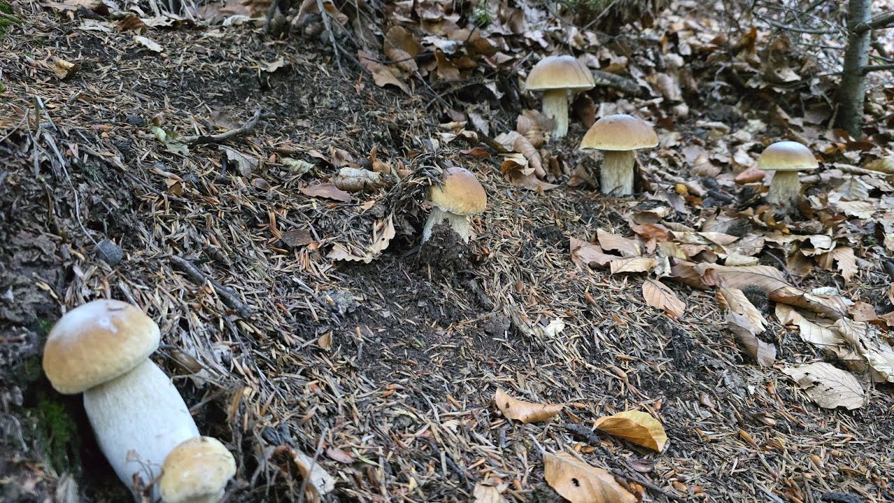 FUNGHI PORCINI 2024 | DIO , che cultura ricca oggi! Non hai visto niente di simile!
