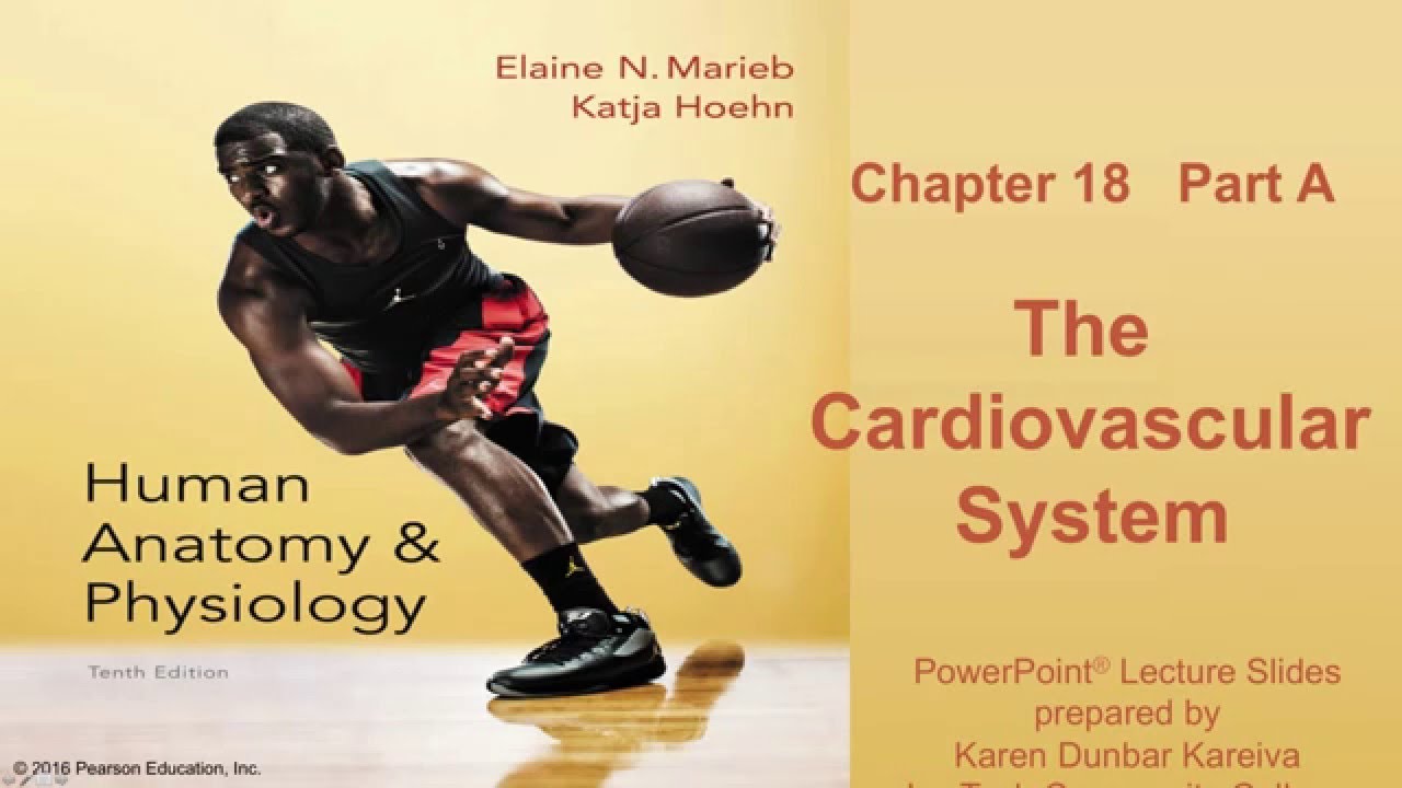 Anatomy and Physiology Chapter 18 Part A lecture: The Cardiovascular System