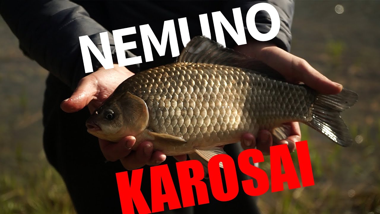 Ančios karosai arba kur žvejoti prie Druskininkų