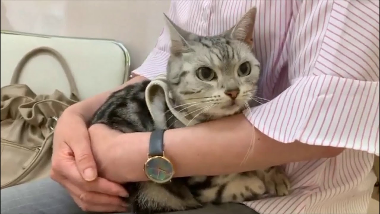 ドキドキハラハラはじめての動物病院は危険がいっぱい！セクハラ親父に陽気な九官鳥,大型犬に遭遇した猫 -Take Cat To The Vet