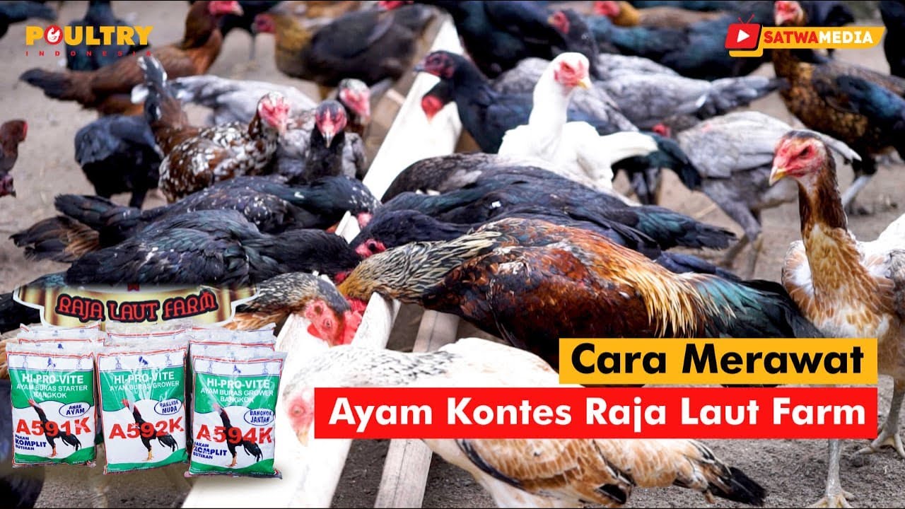 Cara Merawat Ayam Kontes Raja Laut Farm, Farm Ayam Kontes Terbesar