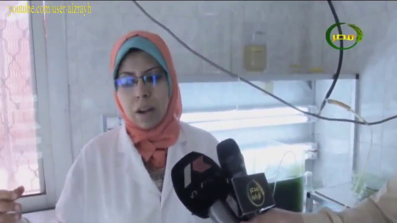 اهمية معمل الفيتوبلانكتون فى استزراع الطحالب البحرية لتصنيع علف الى اسماك المزارع