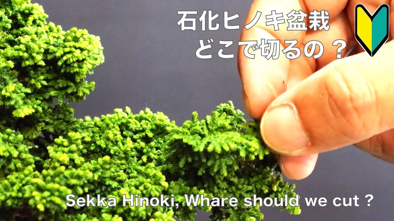石化ヒノキ どこで切るの ? 剪定のポイント [盆栽・初心者]