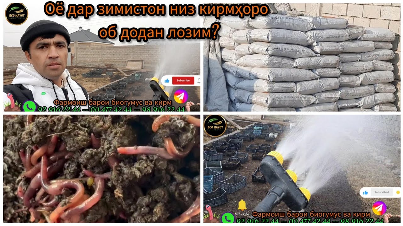 Оё кирмҳоро дар зимистон низ об додан лозим? Биогумус, кирми Калифорния Хуҷанд