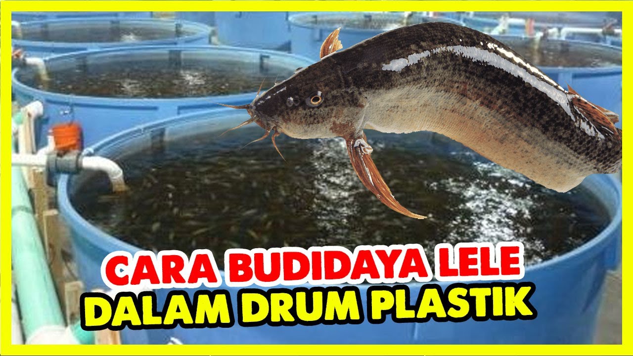 Cara Budidaya Lele Dalam Drum Plastik
