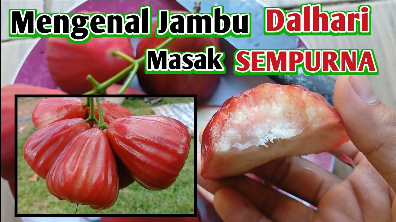 Petik Jambu DALHARI yang masak sempurna