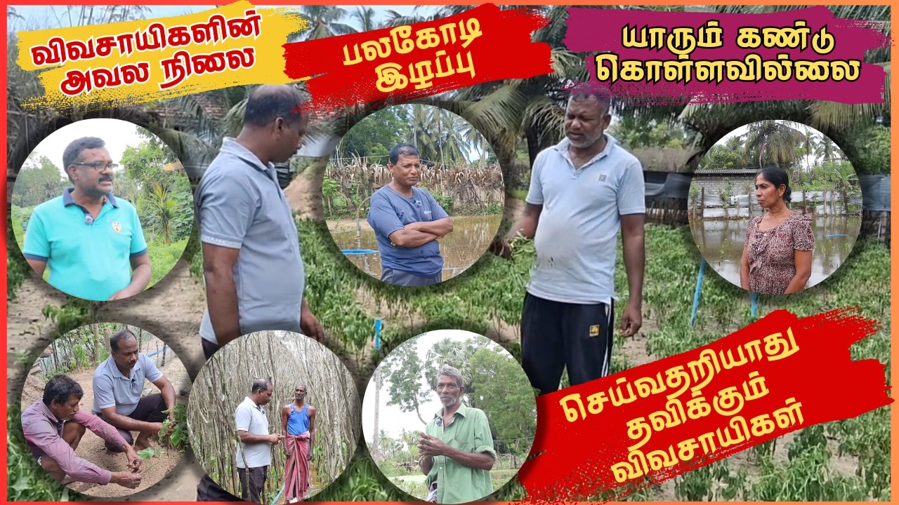 விவசாயிகளின் அவல நிலை | பல கோடி இழப்பு | யாரும் கண்டுகொள்ளவில்லை | செய்வதறியாது தவிக்கும் விவசாயிகள்