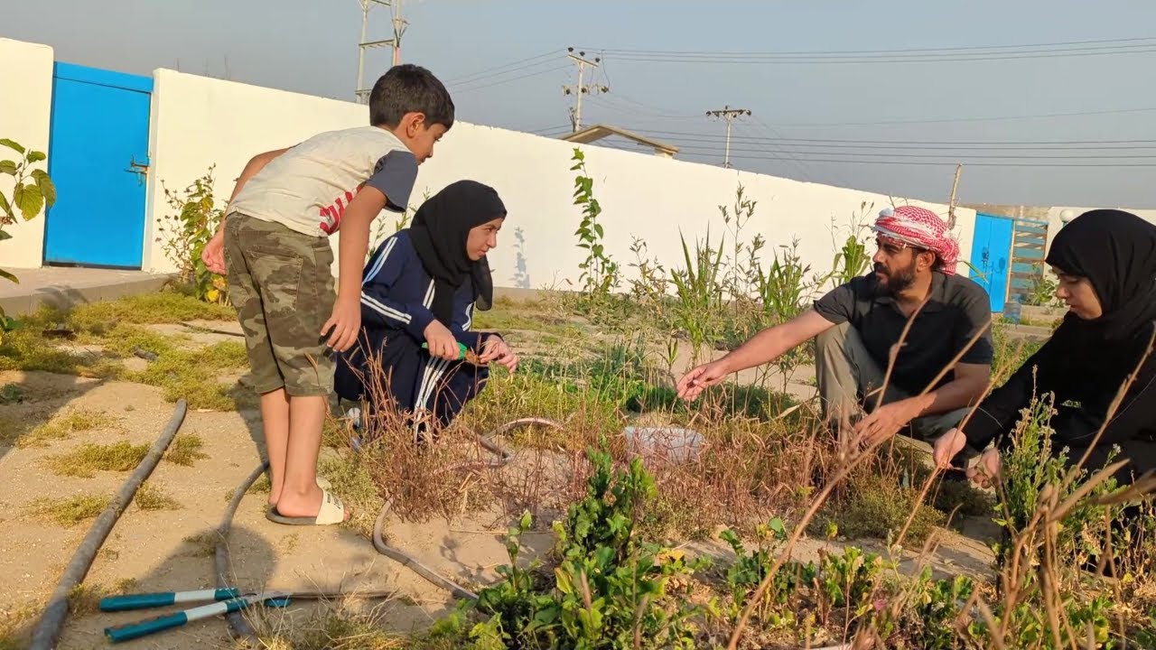 زرعنا ملوخية من نفس البذور ممكن تنموا ؟؟!!