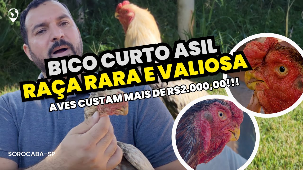 Descubra a beleza da AVE BICO CURTO ASIL no Criatório do Adilson - Você conhece essa raça?