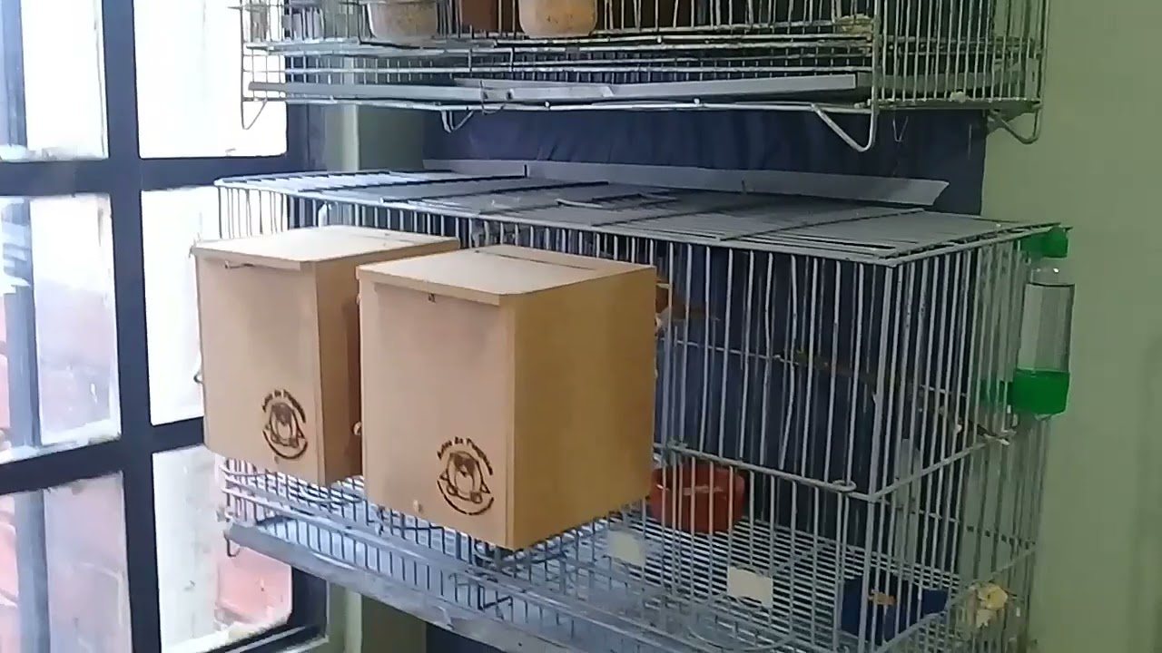 ABRINDO NINHO DOS MANONS