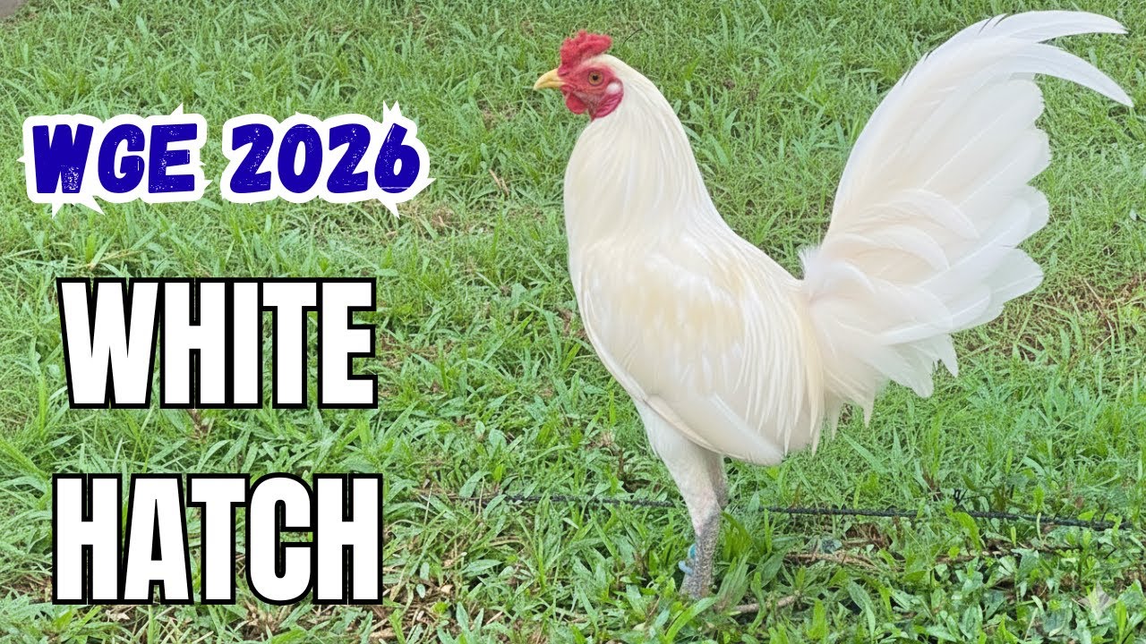 WGE 2026 | Dr. Dondon de Guzman