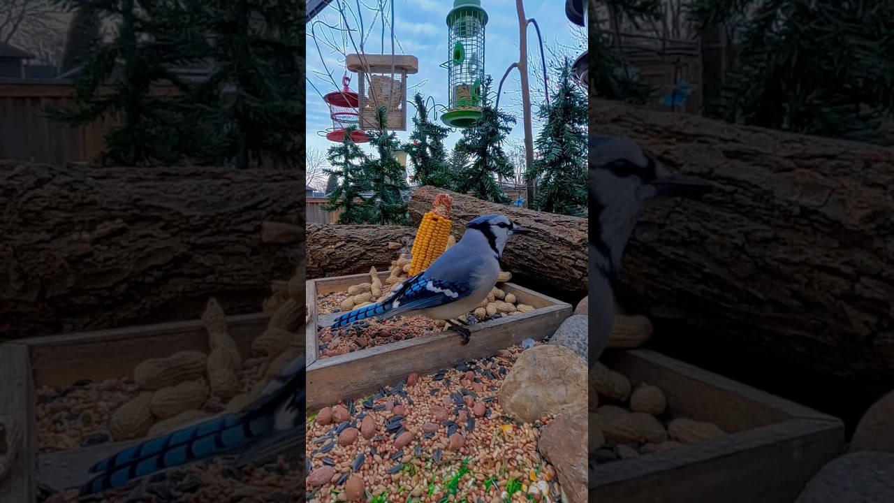 Клуб завтраков BlueJay 🐦 #милые #птички #шорты