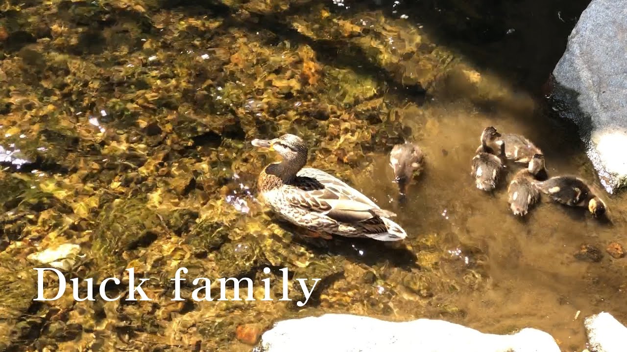 duck family with relax music