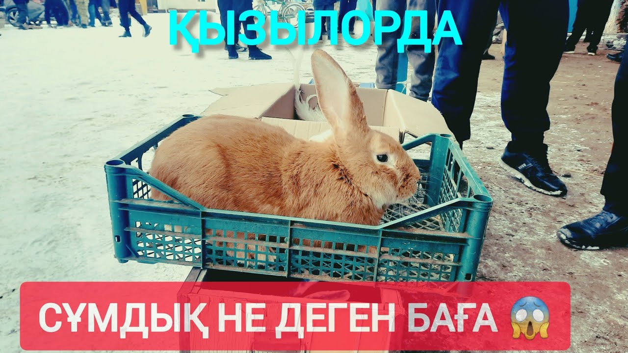 СҰМДЫҚ НЕ ДЕГЕН БАҒА, ҚЫЗЫЛОРДА ТАУЫҚ БАЗАР.