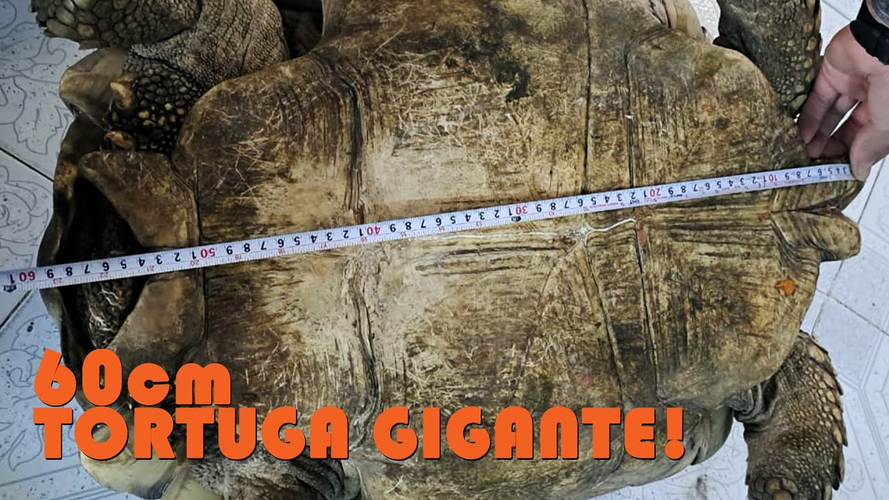 Midiendo y pesando a nuestras Tortugas Sulcata!