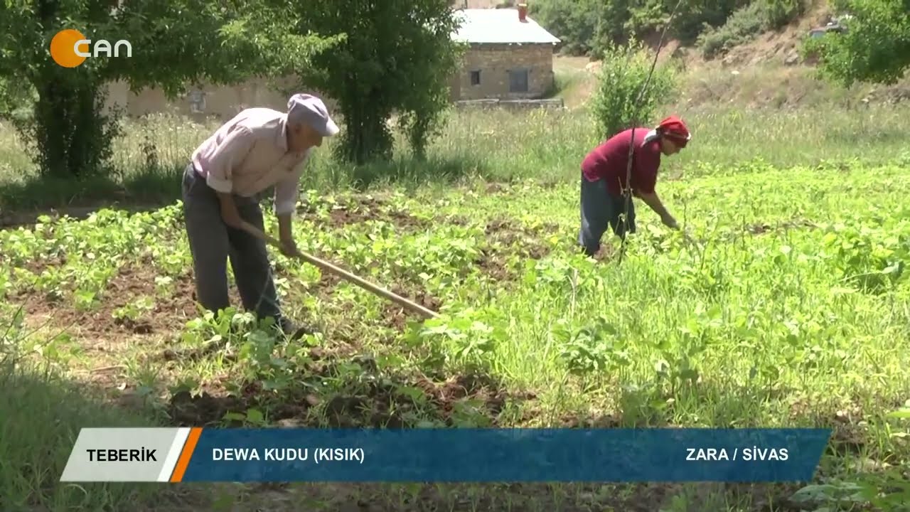 TEBERİK - ALİ ŞEKER - DEWA KUDU (KISIK) - ZARA / SİVAS 04.10.2019