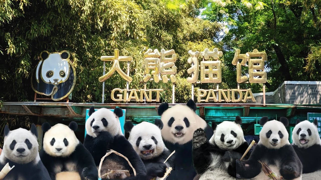 #16 Exploring the Giant Panda House at Beijing Zoo in China