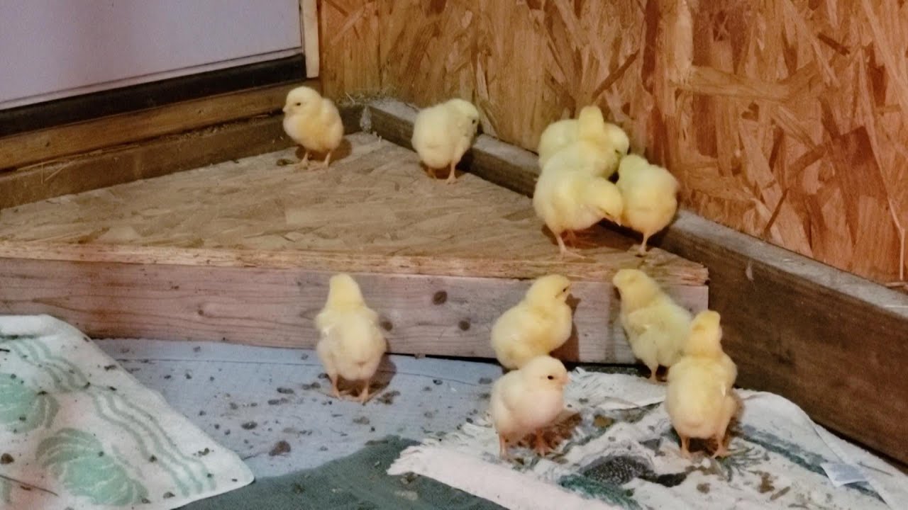 Raising Meat Chickens Start to Finish on the Farm