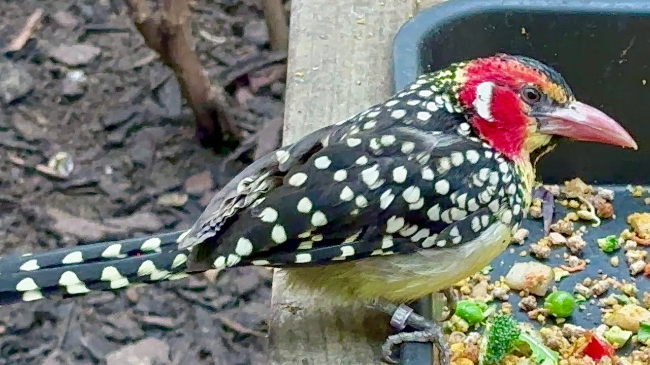 Blackburn Pavilion, Zoo in London,  England #zoo #nature #shortvideo #birds