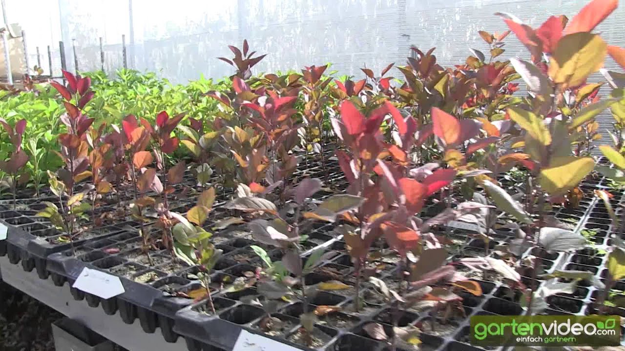 Apple breeding - apple seedlings before potting